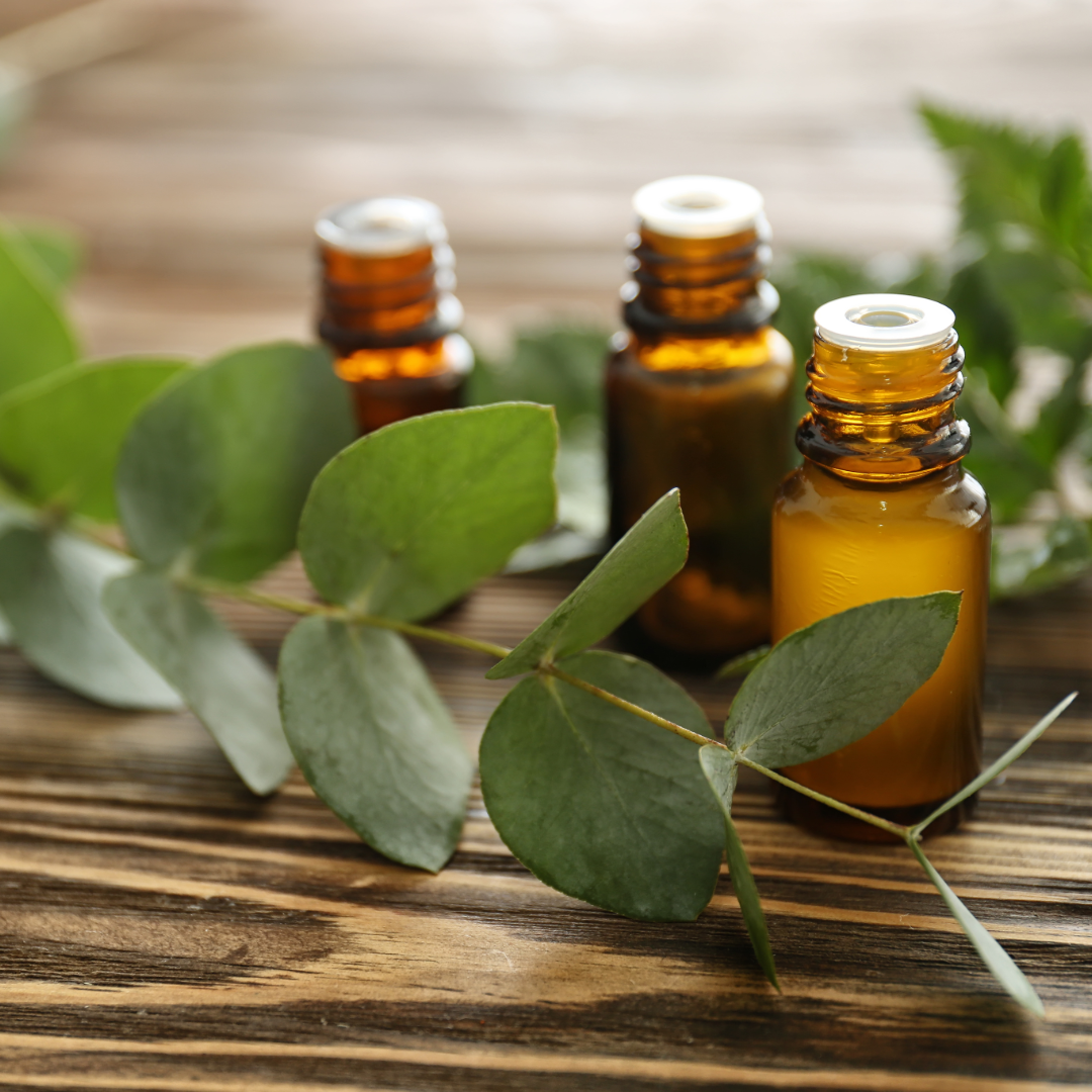 Eucalyptus 